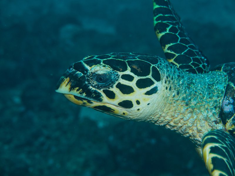 Turtle, Canyons